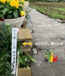 #みぬまるデー🙆‍♀️

みぬまるデーの投稿です。

「土を楽しむ会」

さいたま市の事業と掛け合わせて立ち上げた「土を楽しむ会」は地域の高齢者を中心に会員20名程。
まだまだ畑や田んぼが多い見沼区片柳地区の特徴を活かして、またそんな土地で暮らす高齢者は畑仕事が得意な人多し💪
「土いじり」を通して、高齢者の健康を促進する目的で始まりました。
美味しい野菜や綺麗なお花を育てて、自然から元気を頂くなんて、素晴らしい活動ですね✨
只今、会員募集中です♡

取材させて頂いた日は芋掘り最終日。代表の佐藤さん(男性)と佐藤さんの右腕的存在、梅田さん(女性)がご協力してくださいました♡
もう殆ど収穫した後なので、この日の収穫は少しだけ。
因みにこの日までに収穫したサツマイモは4枚目です😳

そして畑だけでなくガーデンもやっています♡(3枚目)

本当はもっと長い動画で、暑い7月、8月はどうやって活動していたのかという語りがあるのですが、私の技術では上手く編集出来ないので割愛させていただきます🙏💦
気になる方はぜひ、みぬまるデーで直接聞いみてください🙇‍♀️

土を楽しむ会の代表、佐藤さんは話せば長くなるのですが、地域包括支援センターと深〜い関わりがございまして、日頃からとってもお世話になっている方です♡
よく見てください。実はこの方、以前投稿した、百歳体操の「みんなの運動サロン」の代表でもございます。ケアサポートサロンみぬまのヘビーユーザーです笑
そんなご縁で、みぬまるデーでは、なんと土を楽しむ会が育てた野菜を使ったけんちん汁を販売いたします！！！
因みに調理は敬寿園でニッコクトラストさんが行います💁‍♀️

当日は土を楽しむ会とは別で、上尾から特別に仕入れた焼きいもの販売もあります🙌

この機会にぜひご賞味ください♡

皆様のお越しをお待ちしております。

※ご来場予定の方はピン留め投稿も併せてご一読頂けると幸いです。

★☆★☆★☆★☆★☆★☆★☆★☆★☆★☆★

みぬまるデー
日時:令和7年１１月２２日(土)１０時〜１３時
場所:ケアサポートサロンみぬま(さいたま市見沼区御蔵499-1)
＊出店＊
公益社団法人やどかりの里、地元農家さん、クラフトを楽しむ会、土を楽しむ会、みんなの運動サロン、運動サロンリフレッシュ

共催:
見沼区南部圏域地域包括支援センター敬寿園、ケアサポートサロンみぬま(デイサービスセンター、居宅介護支援事業所)

問い合わせ、クラフト体験申込:
048-687-0311(ケアサポートサロンみぬま)

#みぬまるデー#イベント2025#高齢者総合福祉施設敬寿園#高齢者#介護#介護予防#やどかりの里#運動サロン#エコクラフト#地元農家#居宅介護支援事業所 #デイサービス#地域包括支援センター#さいたま市#見沼区#さいたま市見沼区