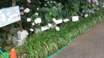 こんにちは！敬寿園デイサービスです！
花壇ではさまざまな種類のあじさいが咲いています🩷
職員が愛情込めて育てているあじさいが、とても綺麗です！
ぜひぜひ見に来てください⭐️
#敬寿園　#あじさい　#綺麗　#紫陽花　#欣彰会